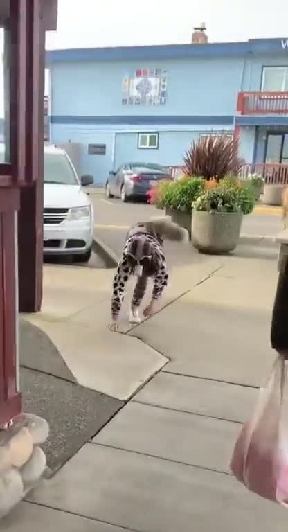 Furry walking down the street