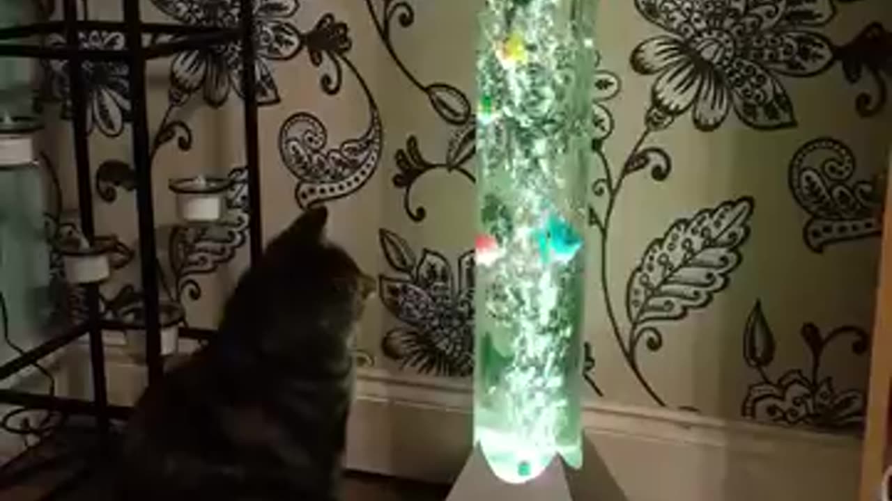 Funny animal video 🤪🤪 must watch...