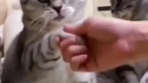 Cute and funny cat video.