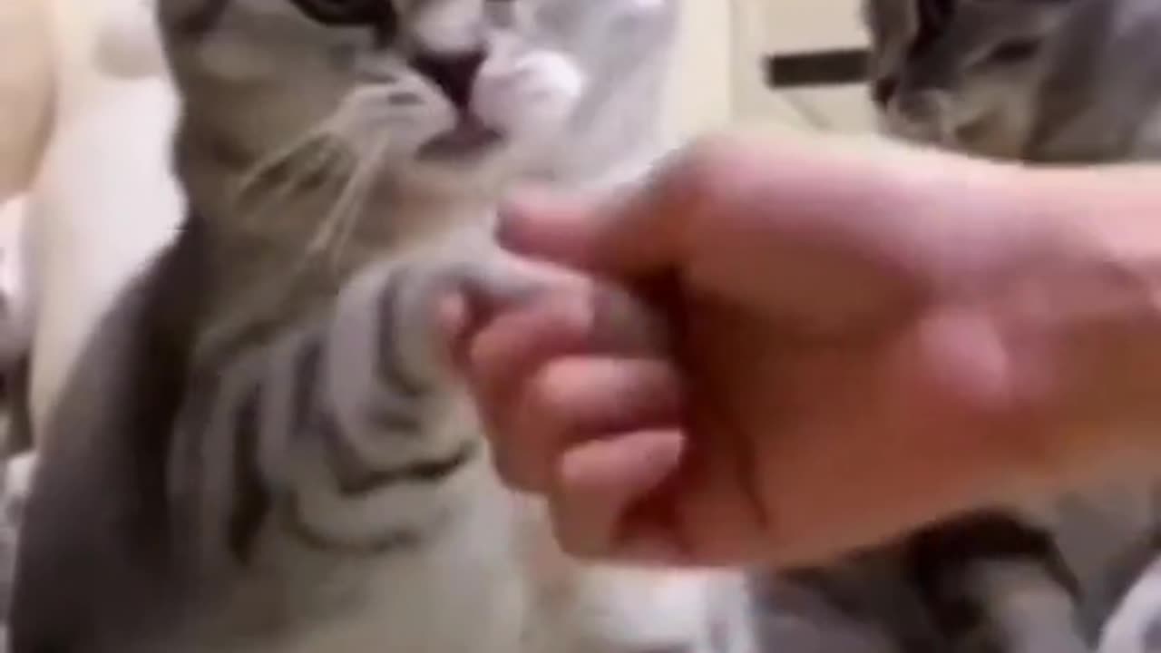 Cute and funny cat video.