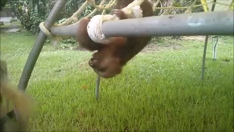 Baby sloth being baby sloth. Funny