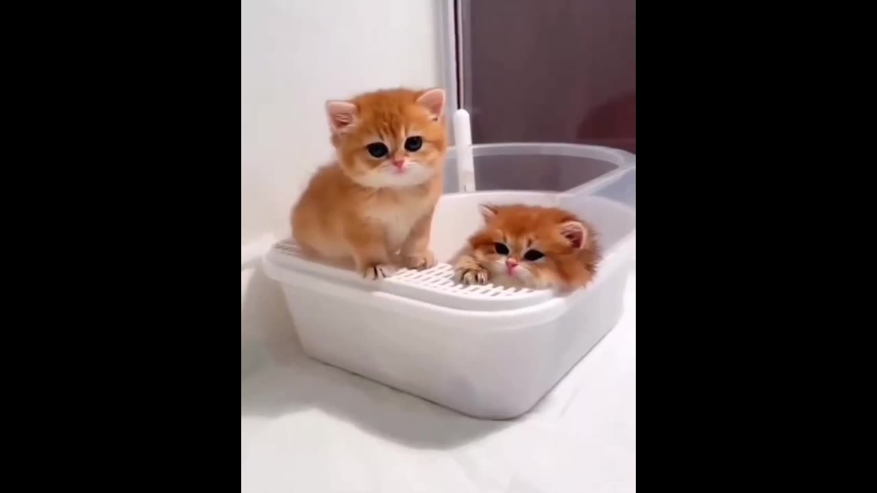 Cute animals #Cat#Cute#Short#Trending#Viral#shortvideo#Trendingvideo
