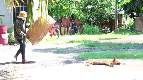 Fake Tiger prank - Monkey-Dog-Cat