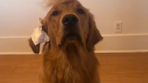 DOGS FOR😛 TRUMP