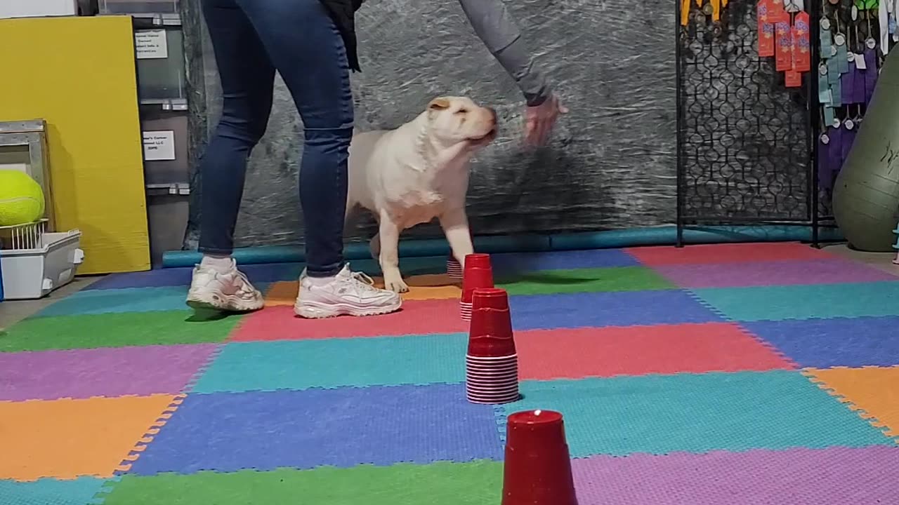 Tindrah "ONE PROP" Solo Cups🥤