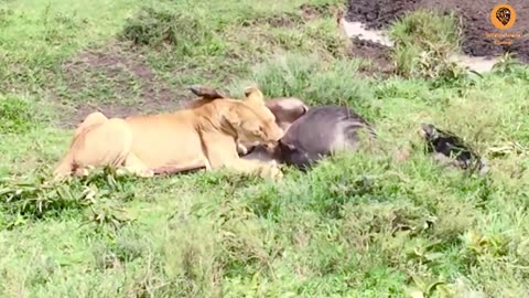 Leopard vs 🐂 leopard eating a big bull