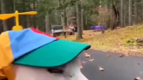 Dog funny video 🐶