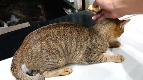 How Cats React When Smelling Durian 1st Time Viral Cat