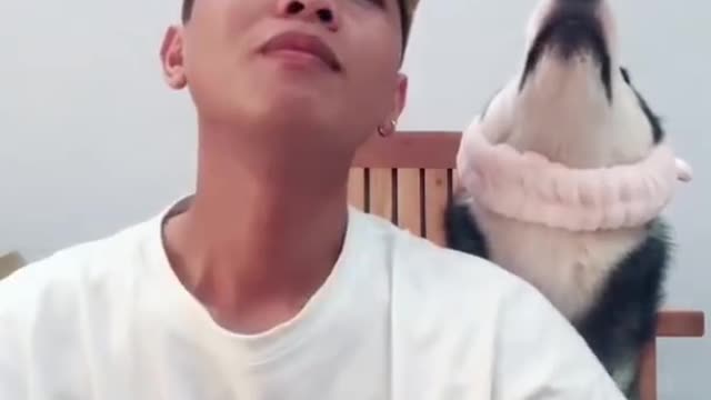 Funny Dogs of TikTok Doggos Doing Funny Things TIK TOK