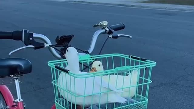 Hi there, we got a ride today at Palm Springs!