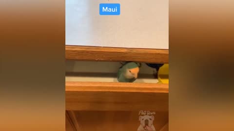 Smart And Funny Parrots Video