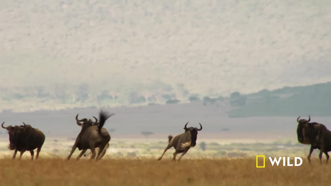 Cheetahs Takedown Wildebeest - The Way Life of Cheetahs