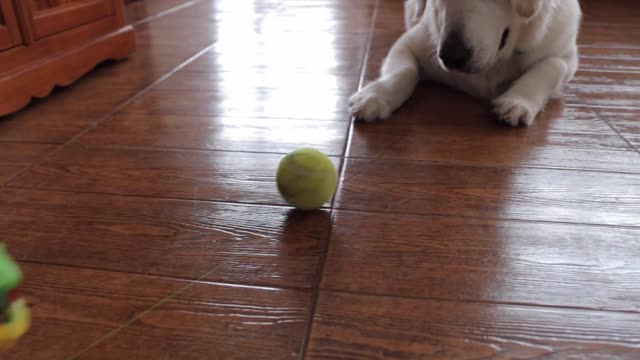 Funny Dog vs Crocodile Truck Cute Golden Retriever Bailey