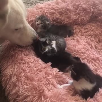 Alaska meets the kittens