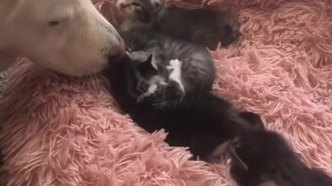 Alaska meets the kittens