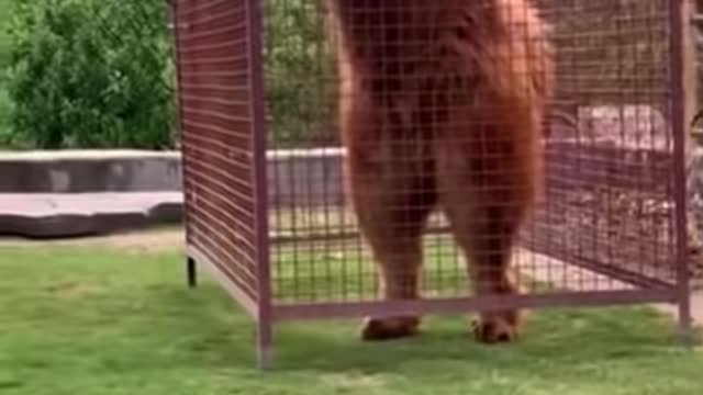 Giant Tibetan Mastiff On Two Legs Barks and Tries to Leave Cage That Is Entirely Too Small