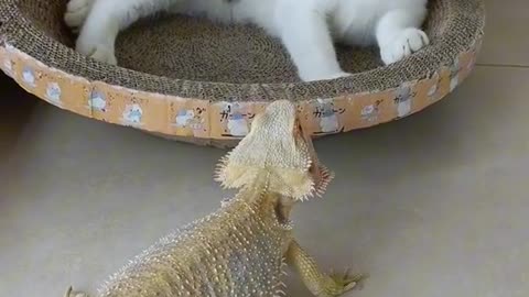 Animals video