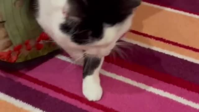 Fat Cat troubles!! Someone must’ve shrank the house!