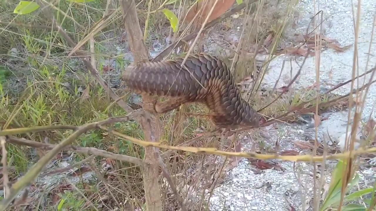 Pangolin Real Godzilla