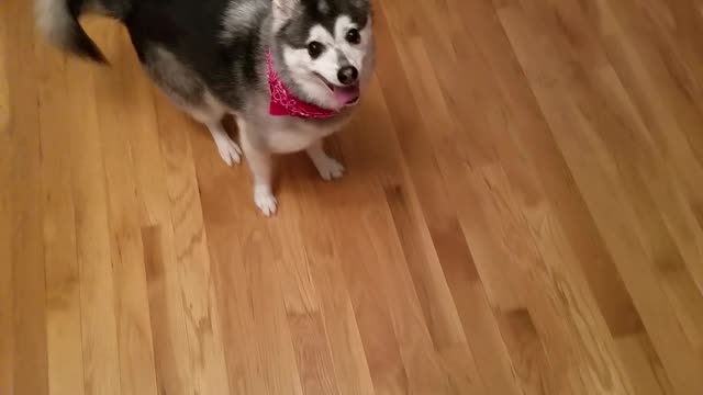 My Derpy Dog Likes to Drift on the Hardwoods