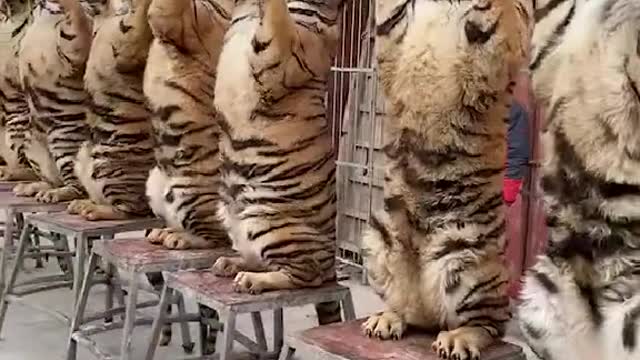 A group of tigers