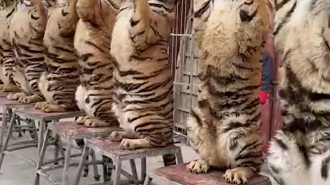 A group of tigers