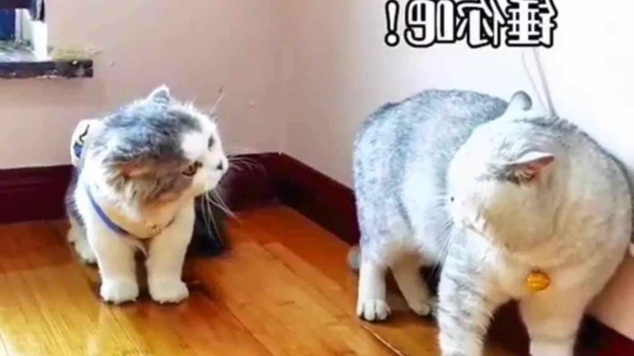 Funny cat video