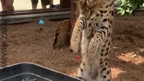 Animals funny