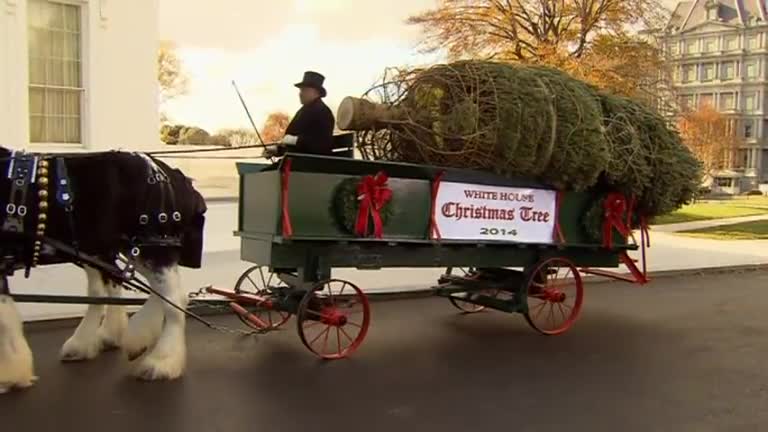 White House Christmas Tree arrives by horse-drawn carriage