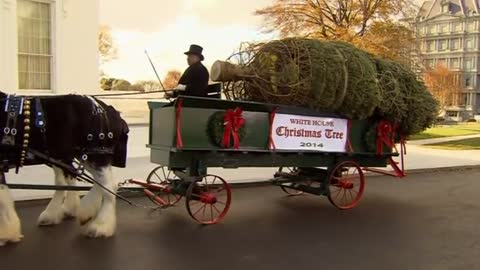 White House Christmas Tree arrives by horse-drawn carriage