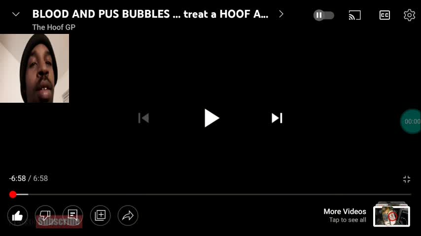 Blood and Puss Bubbles... Treating Cow hoof