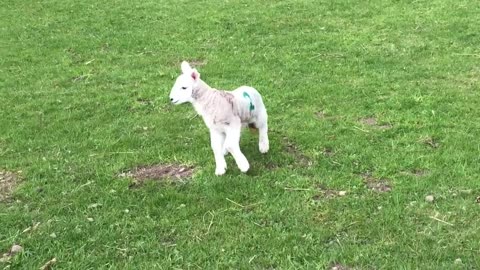 Cute baby lamb has a loud baa