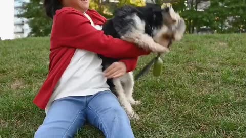 how to teach your dog