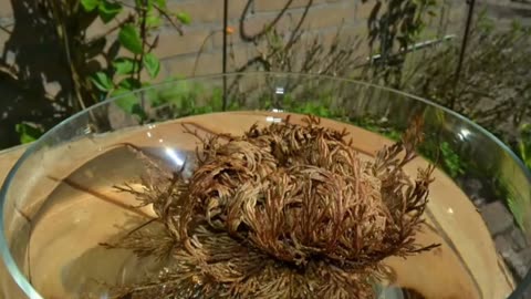 Resurrection Plant