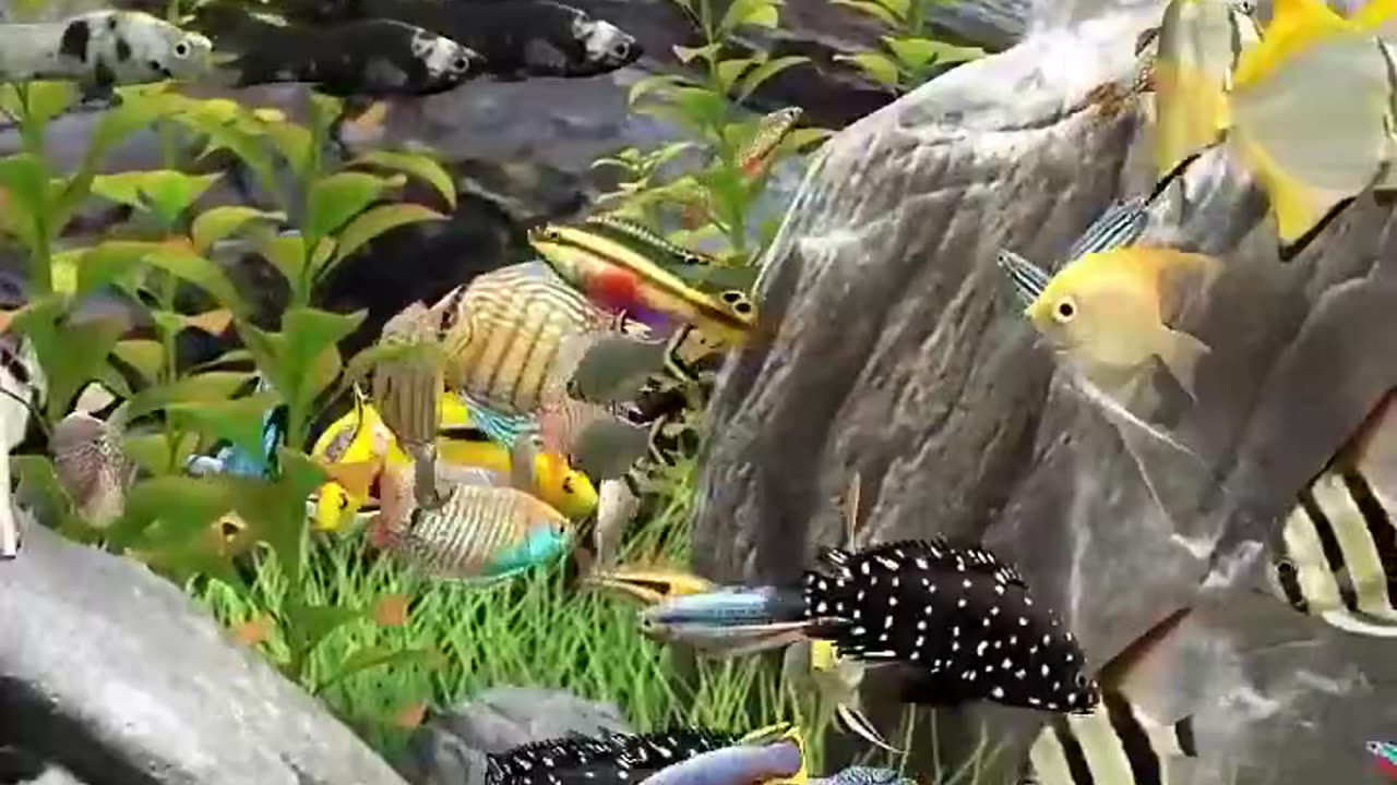 Fish video beautiful fish