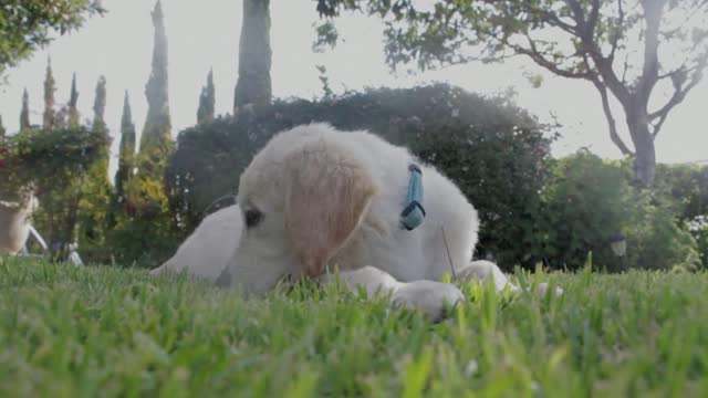 Watch the dog, Lux, trying to relax on the green lawn