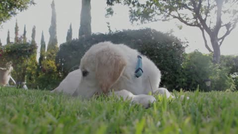 Watch the dog, Lux, trying to relax on the green lawn