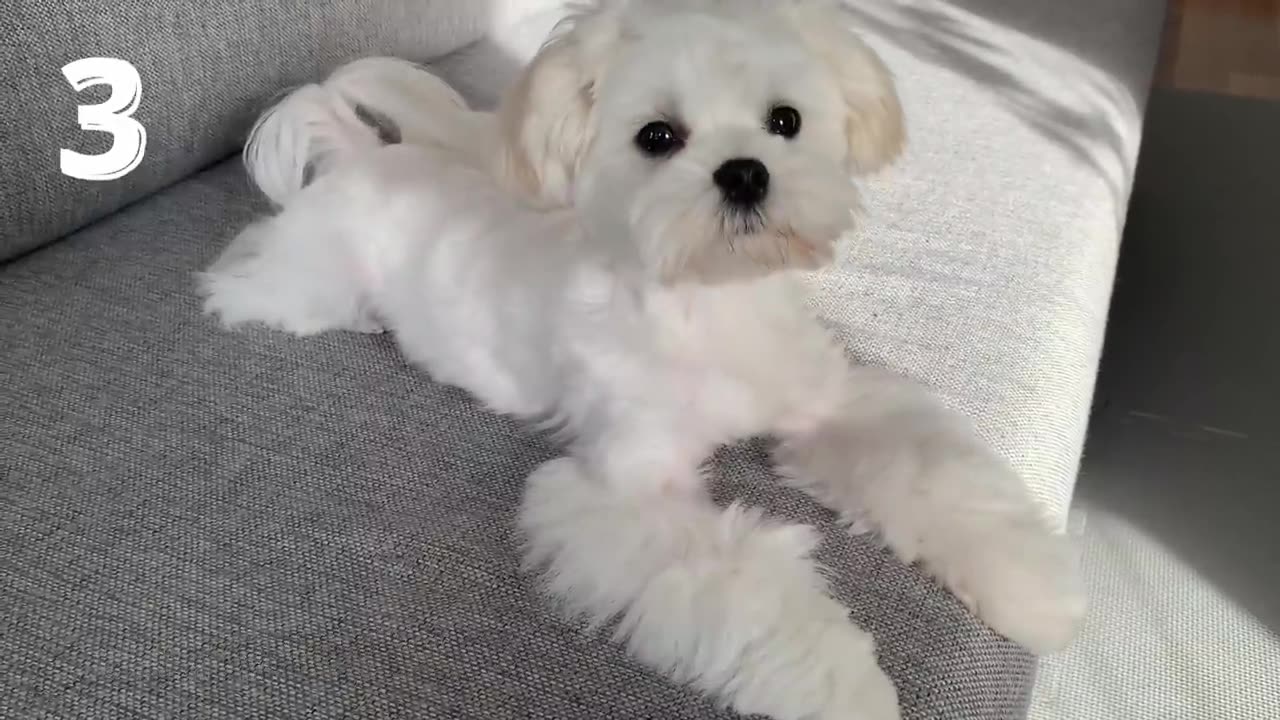 0 THINGS YOU DID NOT KNOW ABOUT MALTESE DOGS