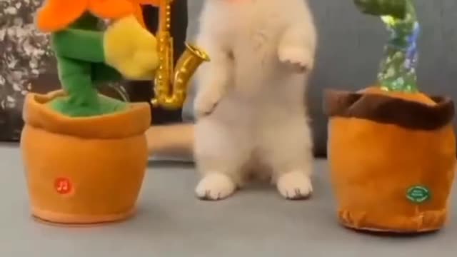 CUTE CAT
