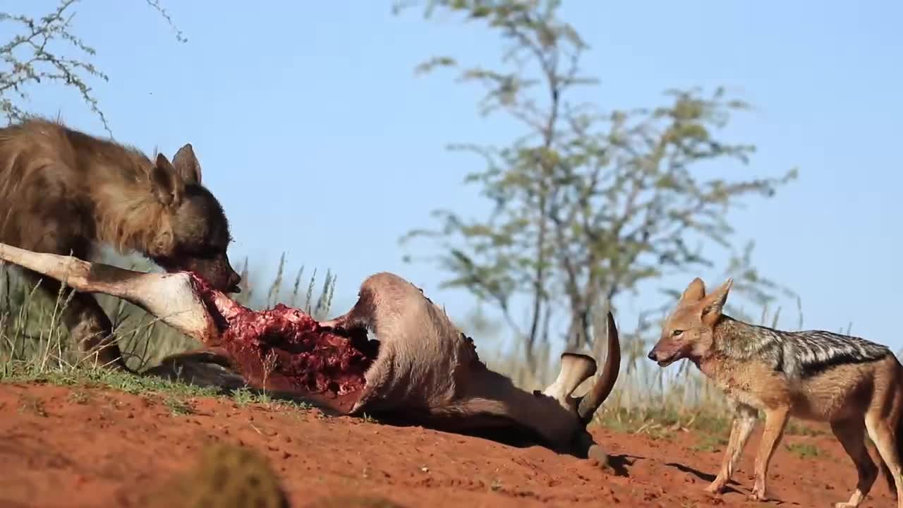 Kalahari clean-up crew