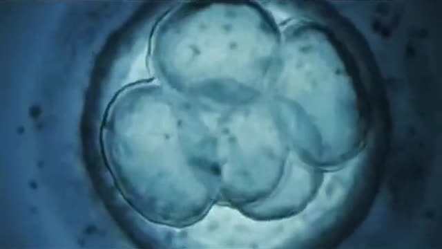 How does an embryo grow into a baby?