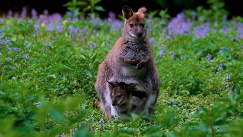 Beautiful relaxing music - and animals of our world.