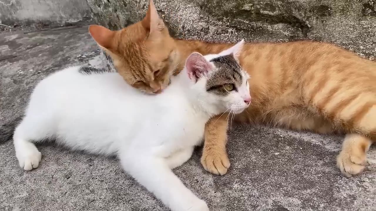 Cute cats 😻