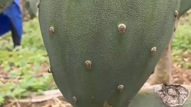 Cactus Fruit #plant #asmr farmer