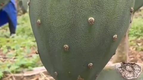 Cactus Fruit #plant #asmr farmer