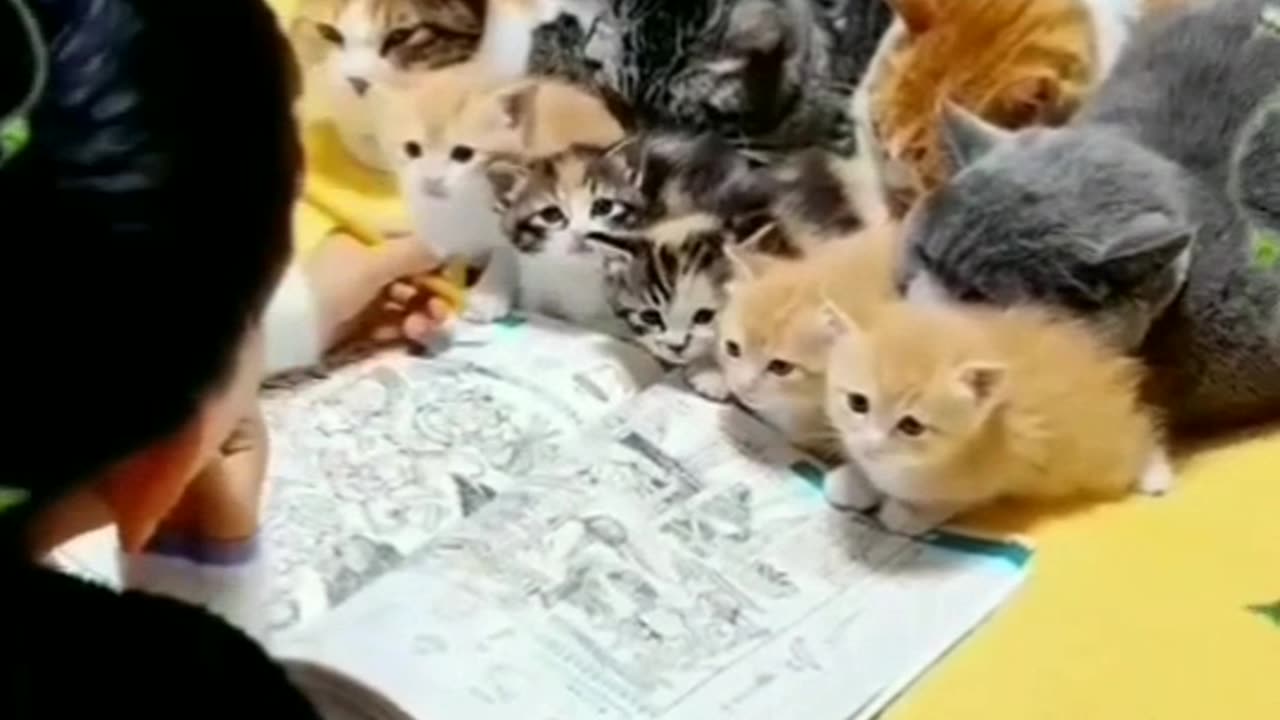 Cute cats