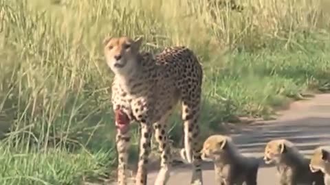 "🦌🔥 Oryx Defends with Fury: Mortal Struggle Against Cheetah Ends in Tragedy! 😢🐆"