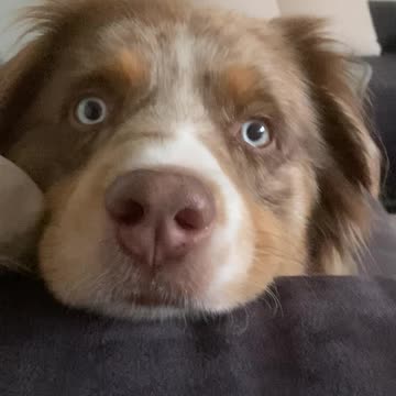 Tired puppy doesn't care about the camera at all