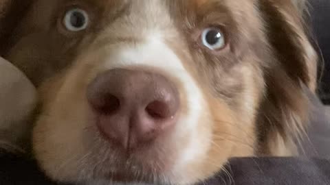 Tired puppy doesn't care about the camera at all