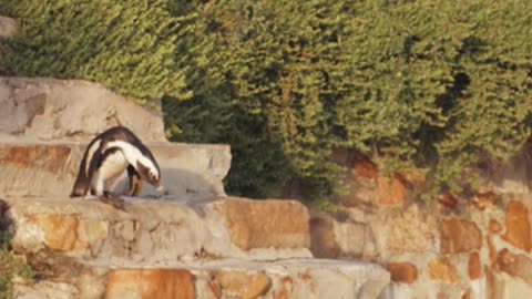 penguin